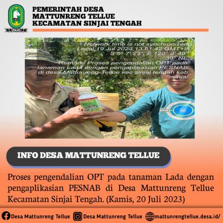 Proses pengendalian OPT pada tanaman lada